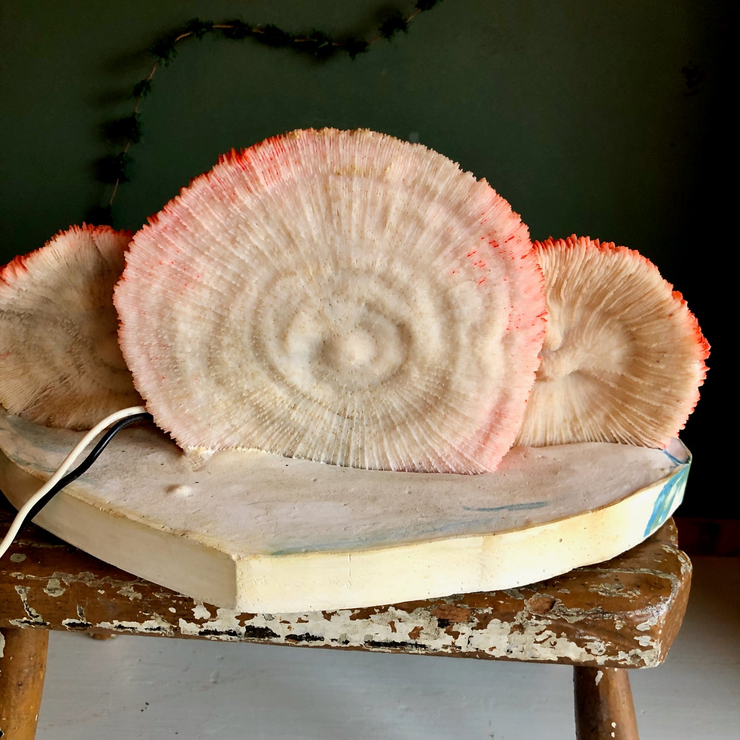 Old Florida Souvenir Sea Shell Lamp (c.1950s)