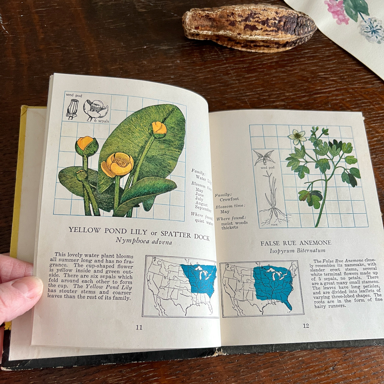 Signed Vintage Botanical Book, Wild Flowers at a Glance (c.1935)