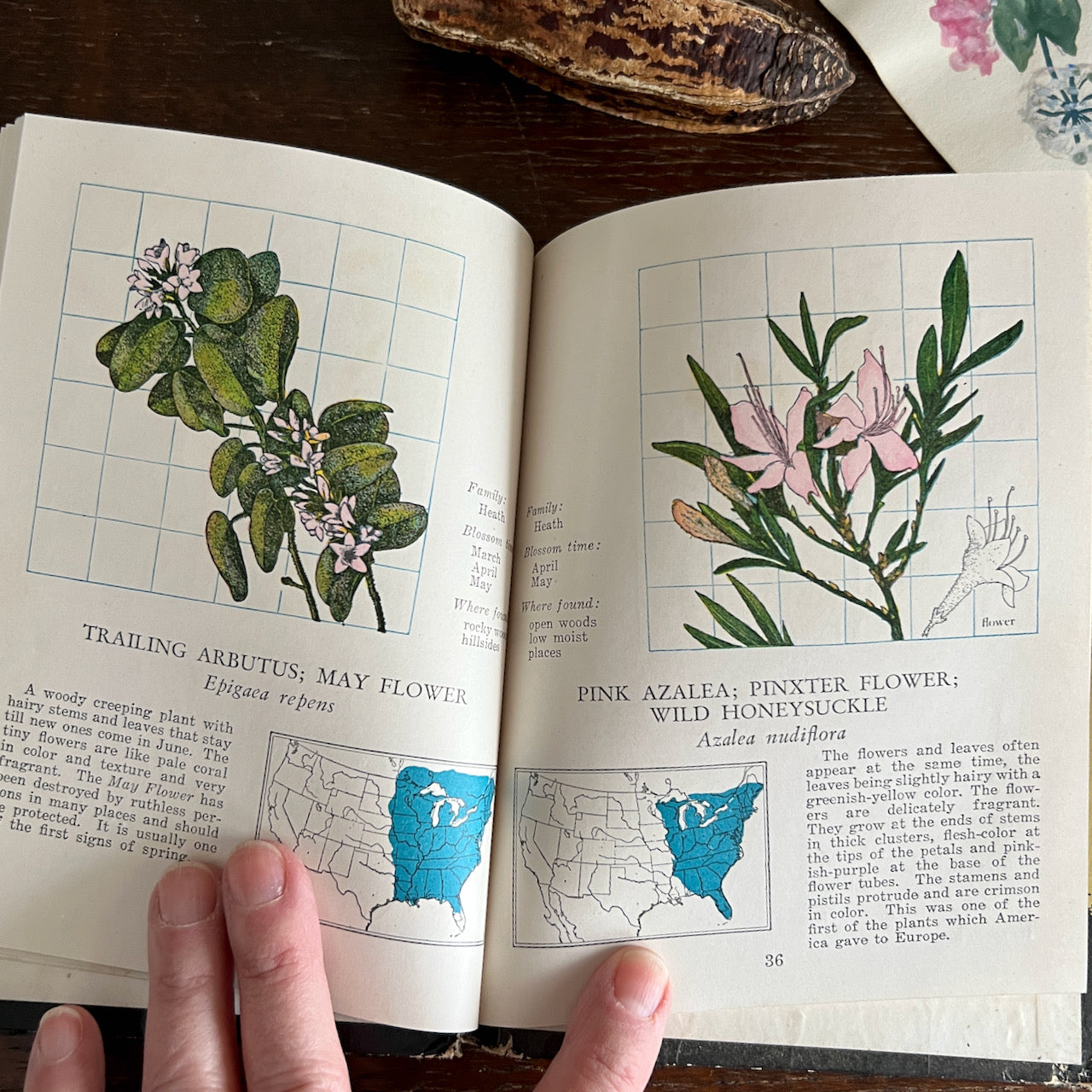 Signed Vintage Botanical Book, Wild Flowers at a Glance (c.1935)