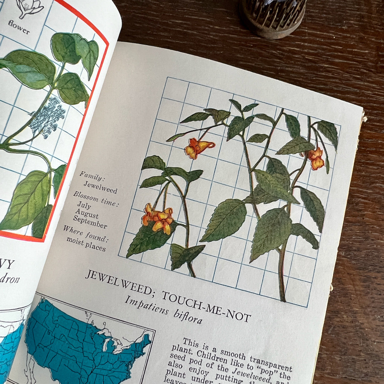 Signed Vintage Botanical Book, Wild Flowers at a Glance (c.1935)