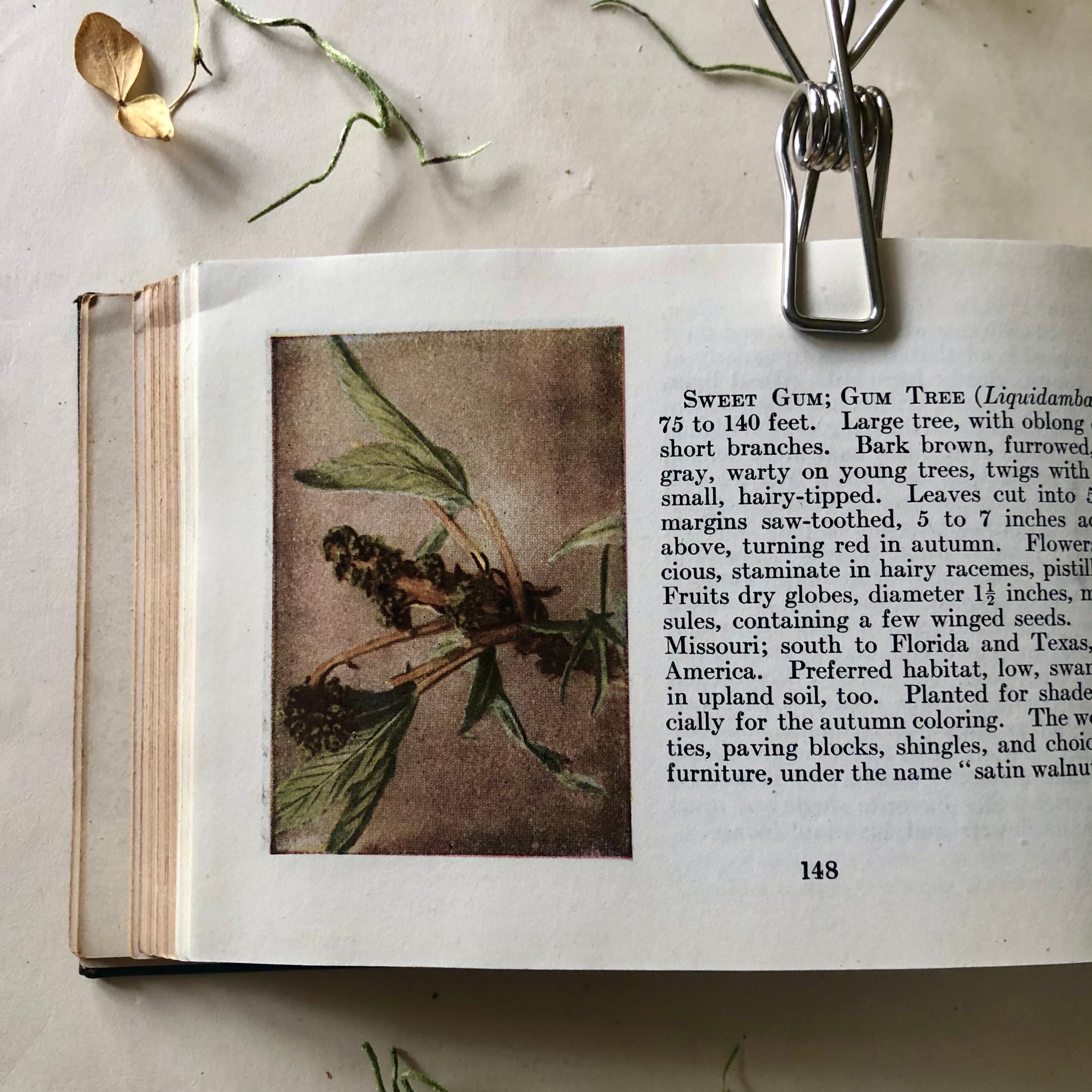 Tree Guide Magazine Tree Guide Antique Pocket Manual (1920) – Rush Creek Vintage