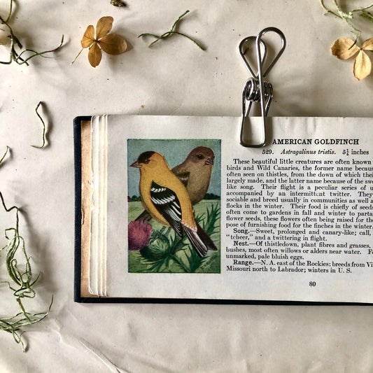 Antique Pocket Book Bird Guide (1920)